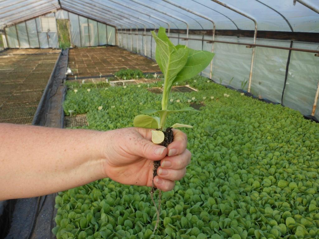 Reacția „AP-TUTUN” la propunerea privind majorarea accizelor la țigări: Trebuie reechilibrată formula fiscală, nu majorată povara pe industrie
